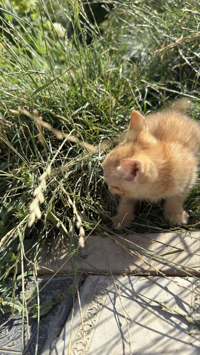 Отдам котят в добрые руки