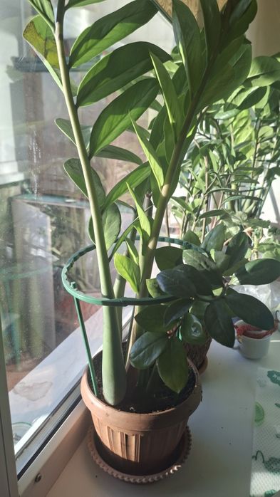 Денежное дерево замиокулькас