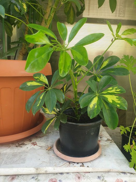 Vand plante la ghiveci