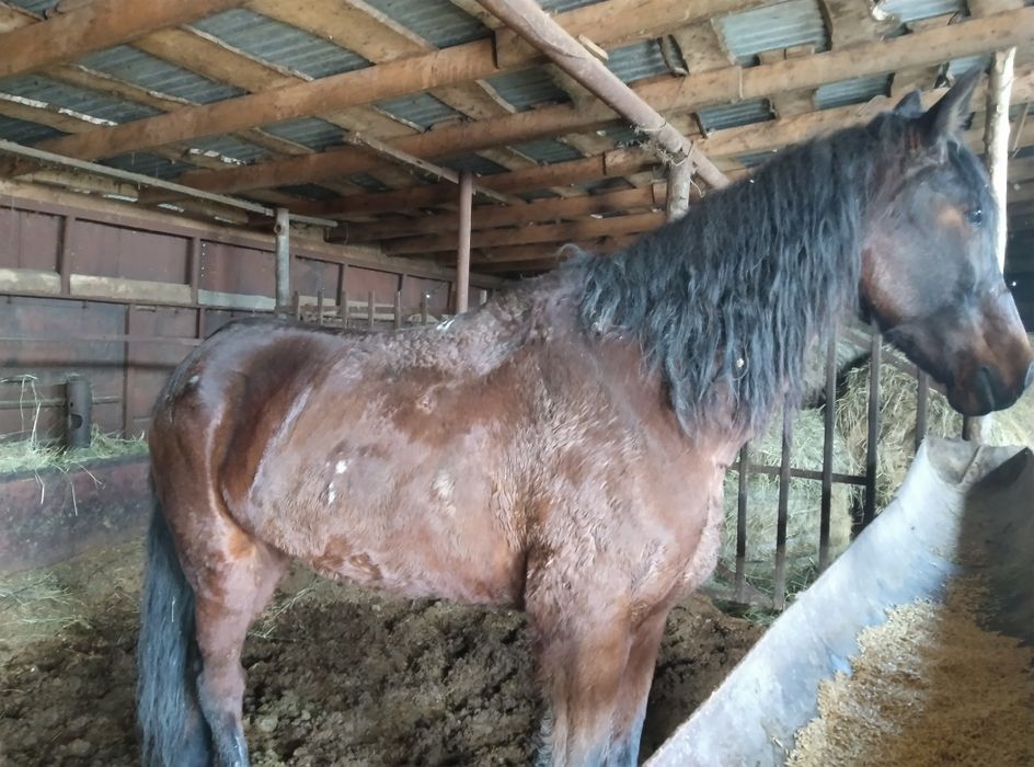 Продаем мерина обученный