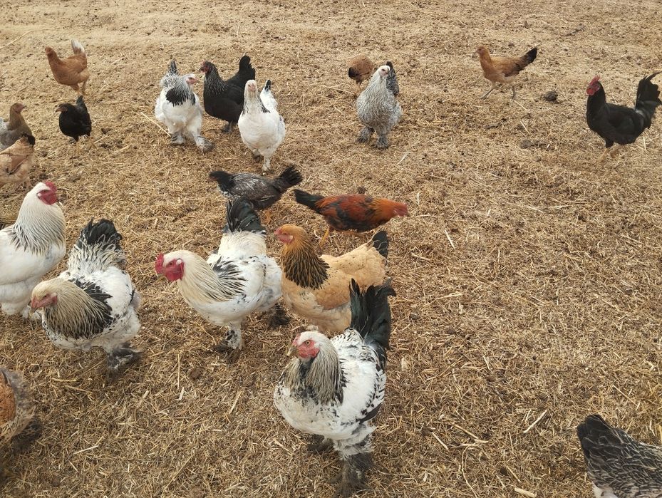 Xoʻroz va tovuqlar sotiladi