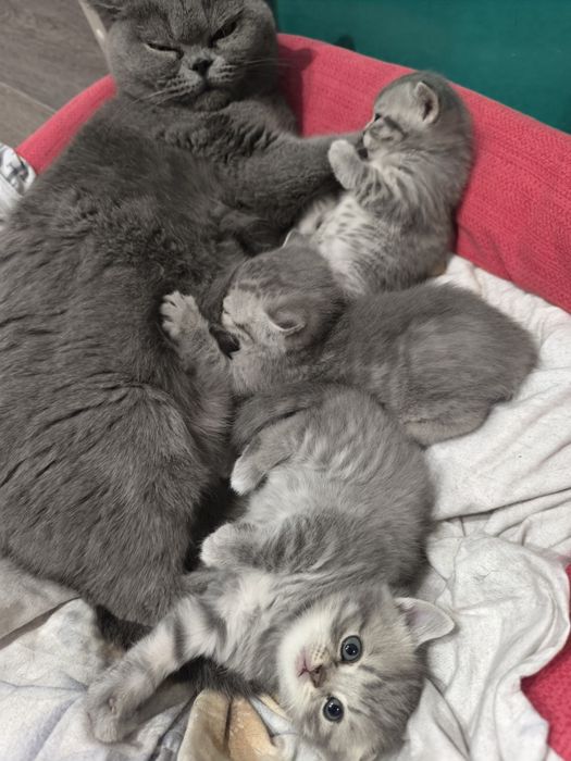 Котята британские