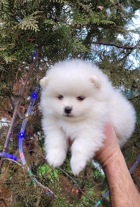 Померан-мини шпиц !!!