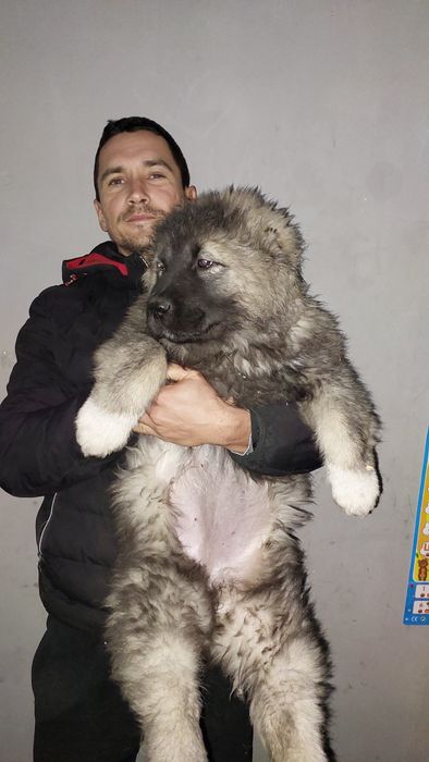 Щенки кавказской овчарки