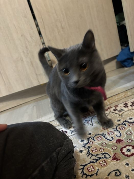 Кошка британка в Темиртау