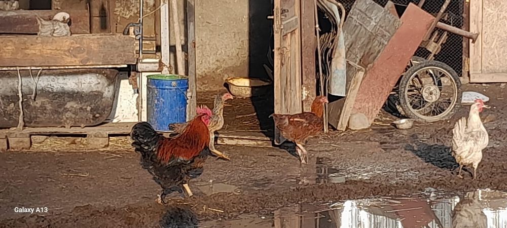 Продам хороших курей