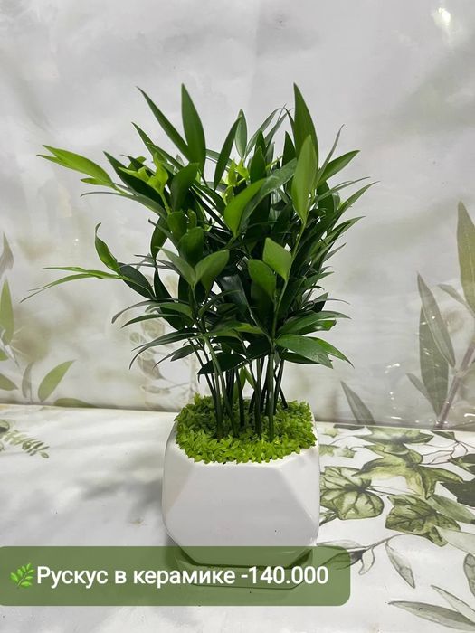 Декабрист, Антуриум, Рускус, Хамедорея и др