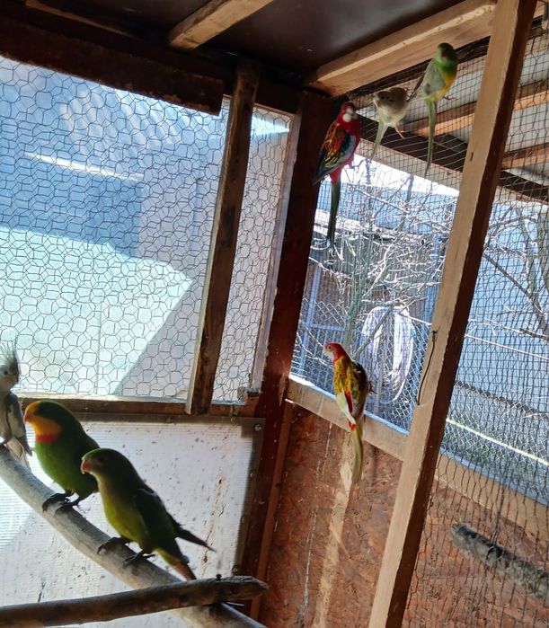 Papagali Alexandru, Baraband, Rozella, Lori