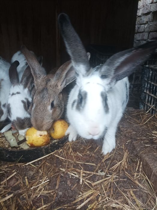 Quyonlar sotiladi xammasi sog'lom samka sames