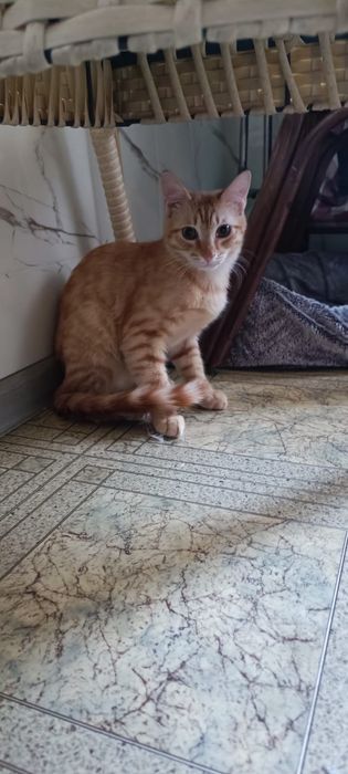 Меня зовут Персик!