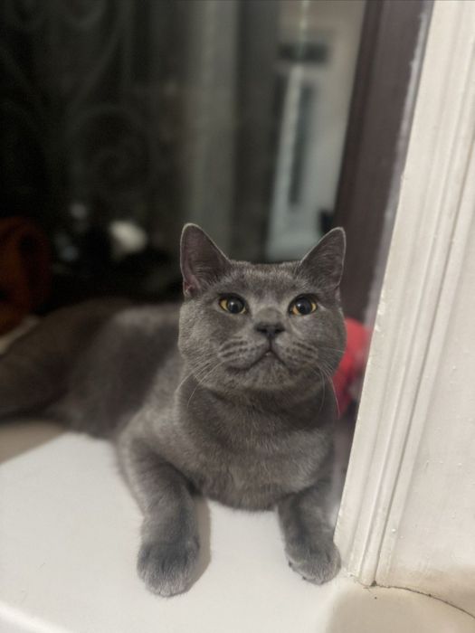 Скотиш страйт 8 ойлик йувош