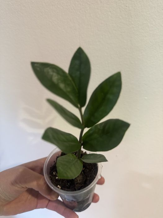 Хои алоказии по 1000 тг