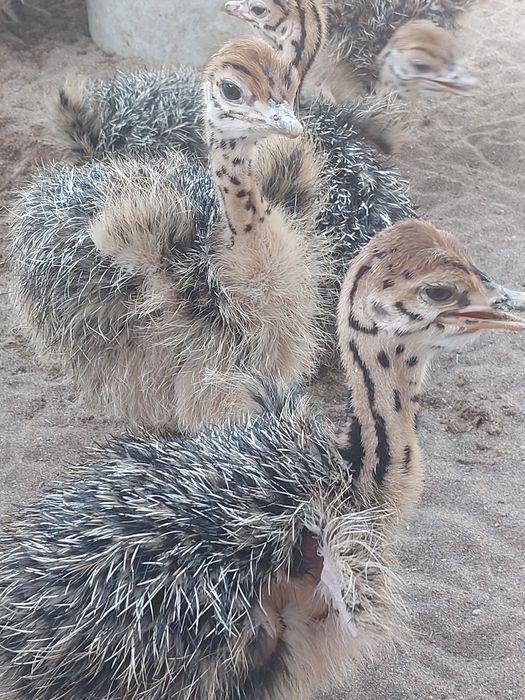 Экскурсия на страусиную ферму