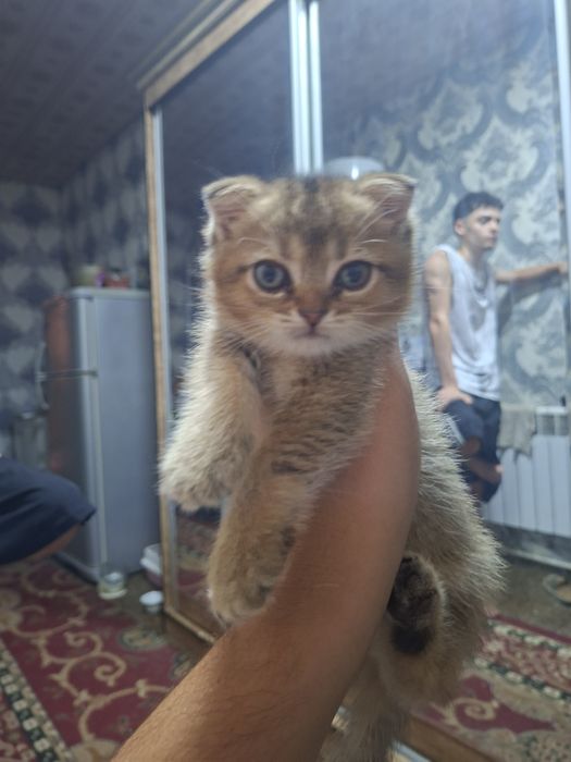 Shinshila mushuk sotiladi boxosi 100$ bolodon boxosi shu qiz bolo
