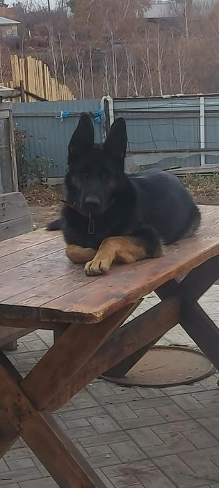 Вязка немецкая овчарка кобель