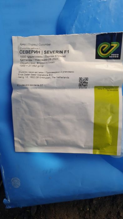 Продам рассаду огурцов (корнишон)