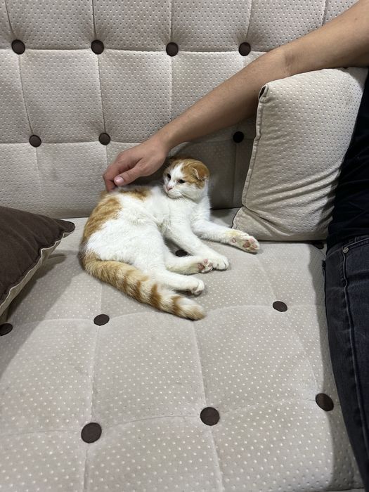 кот вислоухий 5месяцев