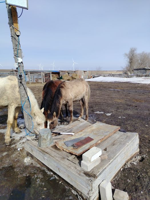 1 ургашы 1 еркек