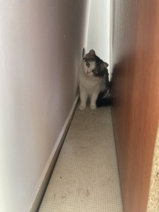 Кошка ищет дом