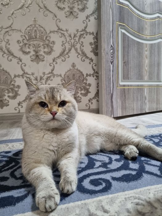 Toza britanskiy shinshilla