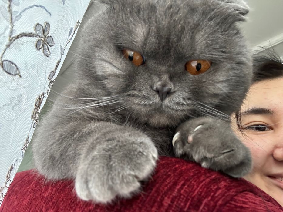 Отдаю кота в хорошие руки.  Вислоухий британец 4 года