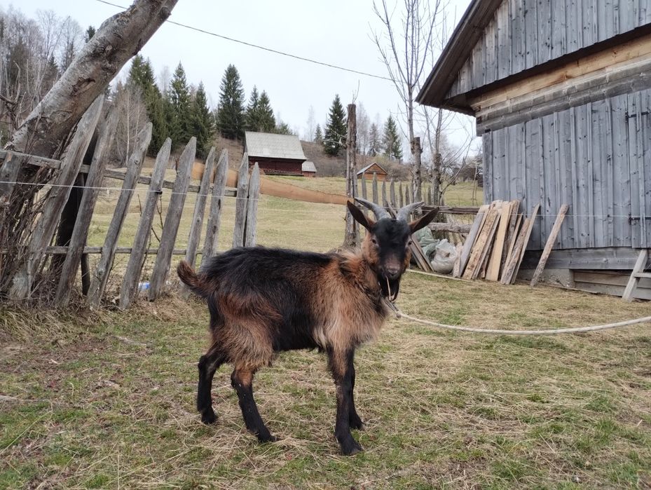 Ied și iadă  de vânzare!