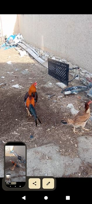 Дакан қораз сатылады