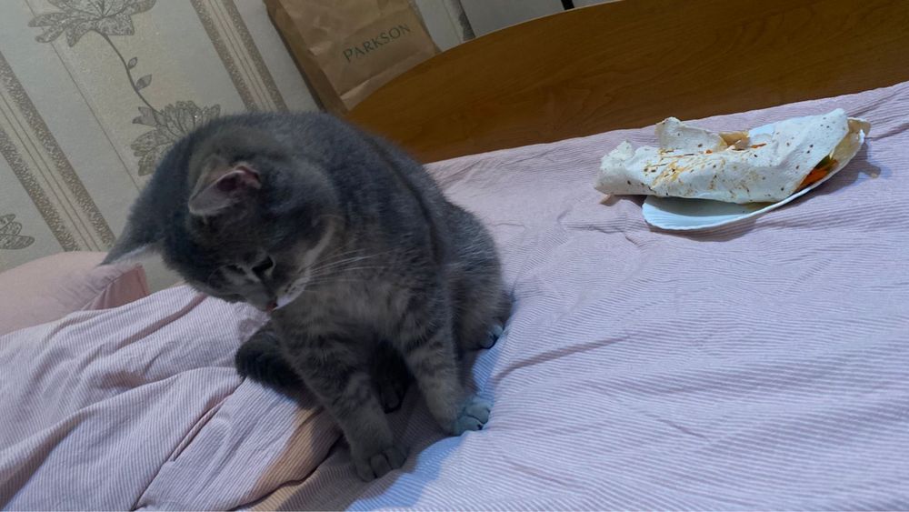 Отдадим кота в добрые руки