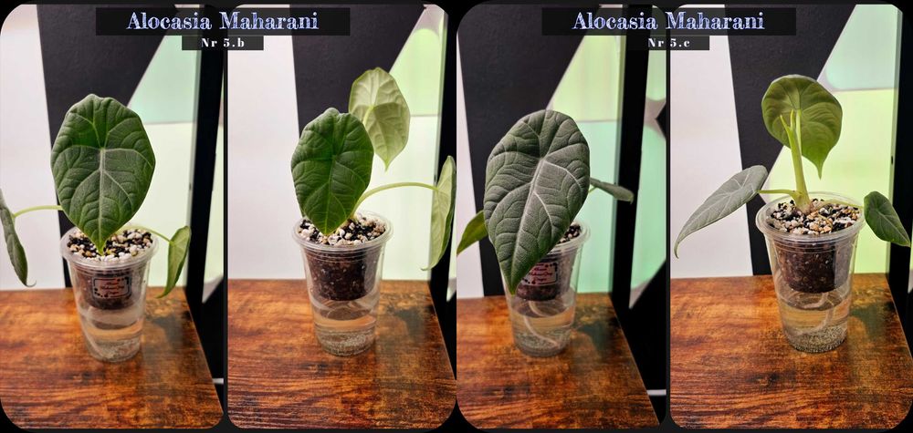Plante, Alocasia Variegata , Monstera Albo