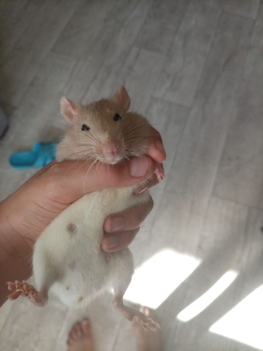 Продам ручных крыс.