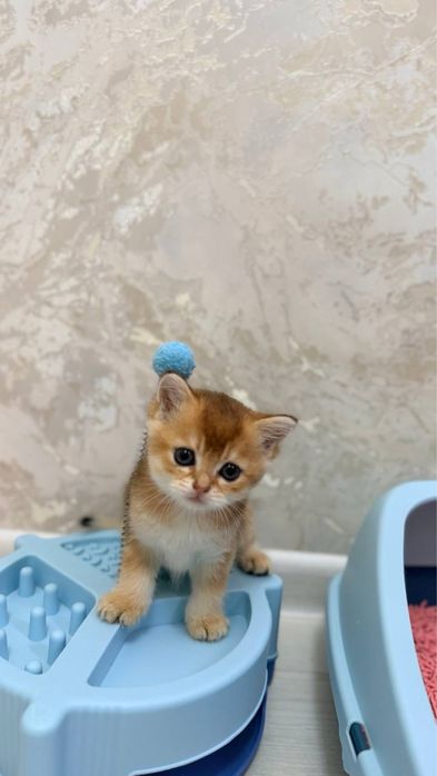 Шотландские прямоухие котята (Scottish Straight)