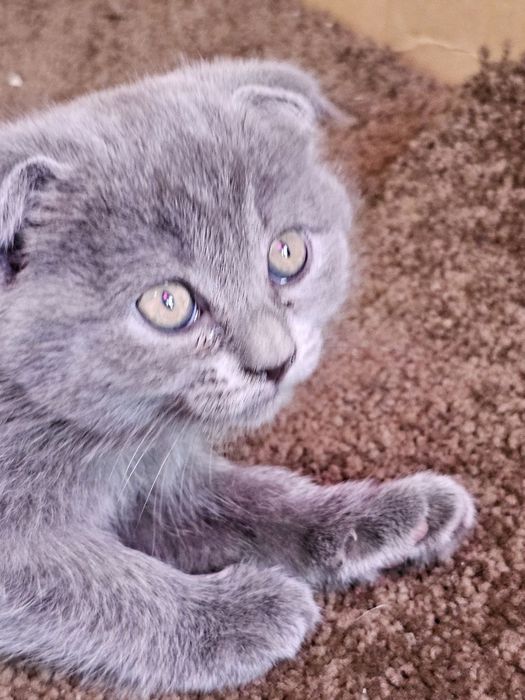 Продаю хорошую красивую  вислоуху.