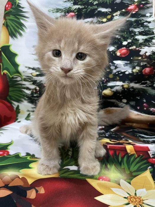 Котята породы Мейн кун