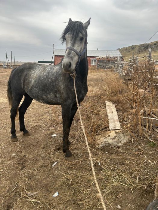 Продам жеребца Орловский рысак