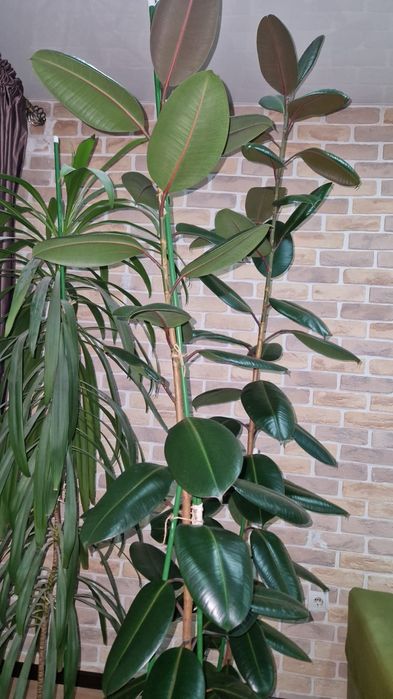 Срочно продам фикус