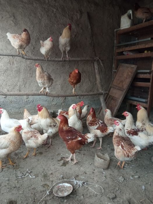 Продаётся куры и петухи