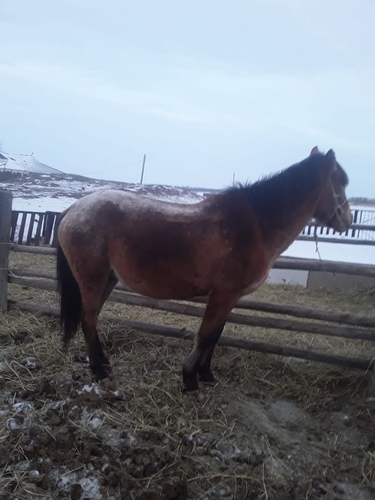 Продам лошадь срочно