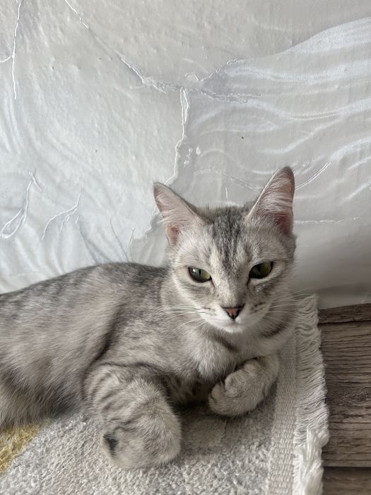 Приютим кошечку