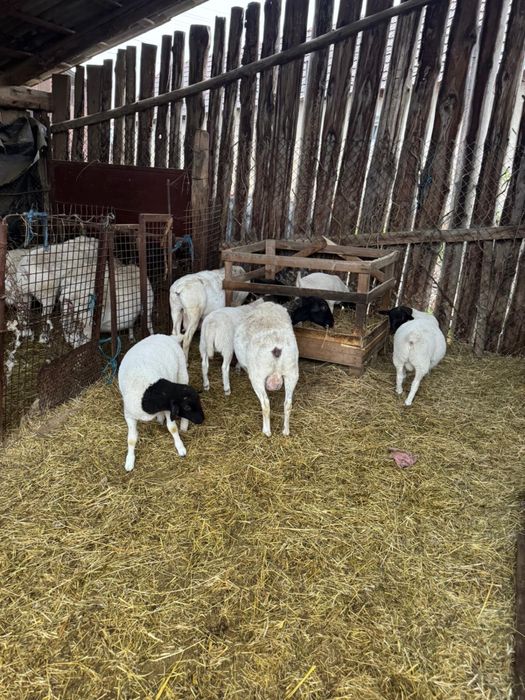 Vand berbecuti dorper