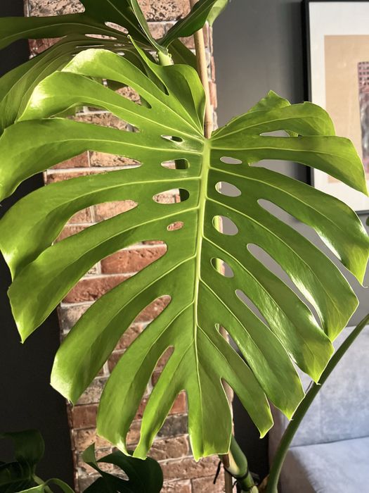 Монстера цветок