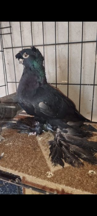 Голуби двухчубые