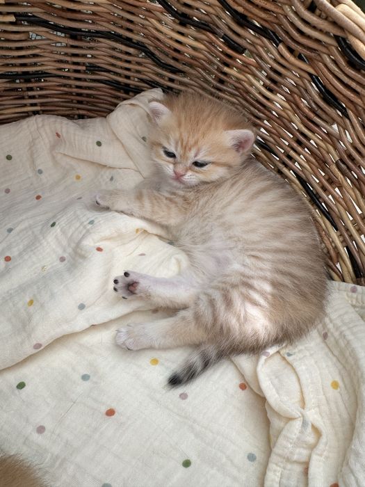 Британские котята Шиншиллы