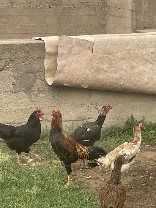Байсобский кораз