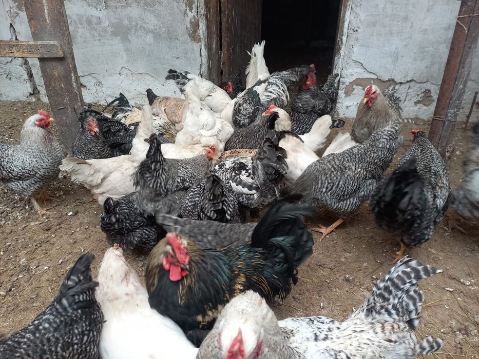 Петушки домашние