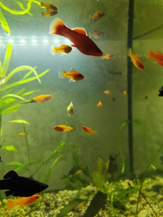 Мальки пицилии месячные