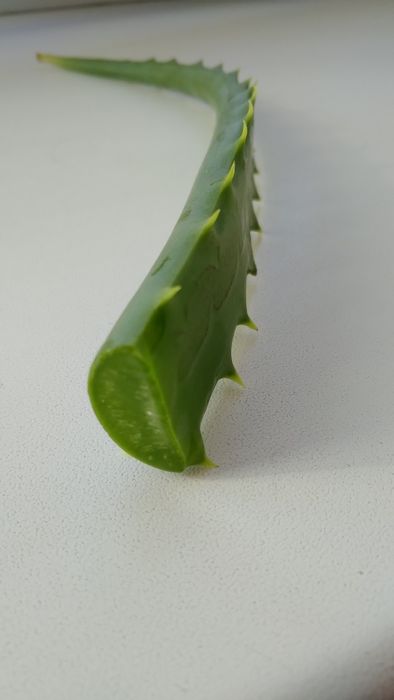 Листья алоэ, столетник 5 лет.