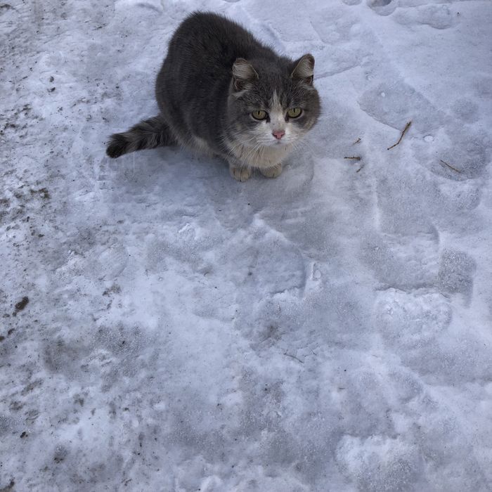 Бездомные животные .