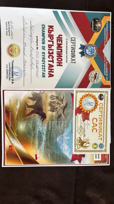 Щенок лабрадора девочка продажа