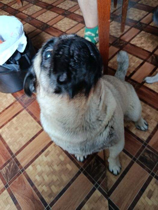 Вязка мопс умный нужна невеста звоните