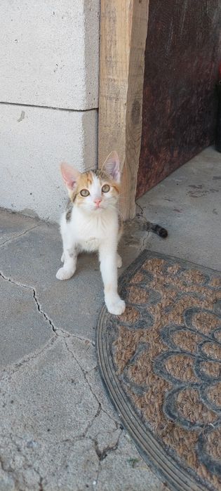 Donez pisici 3luni